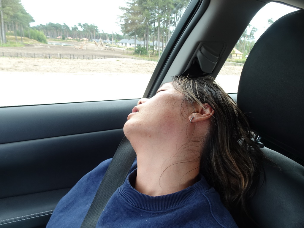 Miaomiao sleeping in the car during the Autosafari at the Safaripark Beekse Bergen