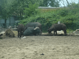 African Buffalos at the Safaripark Beekse Bergen, viewed from the car during the Autosafari
