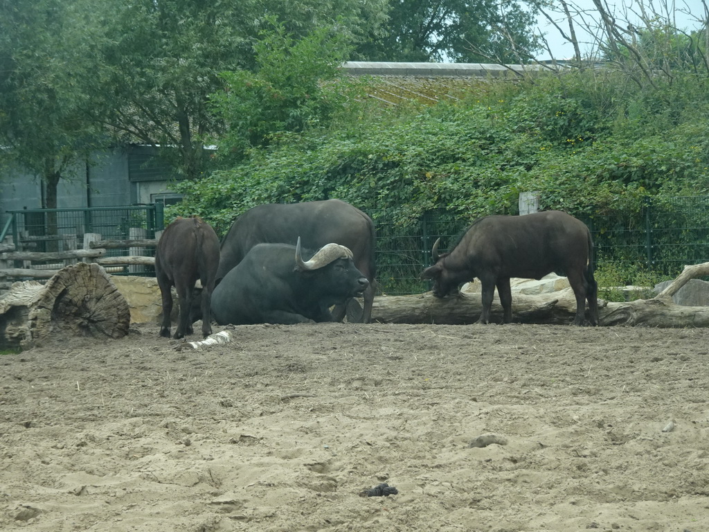 African Buffalos at the Safaripark Beekse Bergen, viewed from the car during the Autosafari