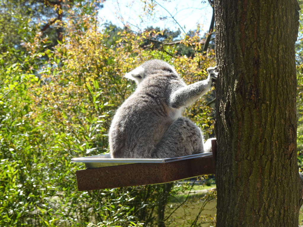 Ring-tailed Lemur at the Safaripark Beekse Bergen