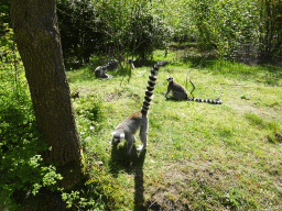 Ring-tailed Lemurs at the Safaripark Beekse Bergen