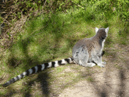 Ring-tailed Lemur at the Safaripark Beekse Bergen