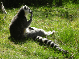 Ring-tailed Lemur at the Safaripark Beekse Bergen