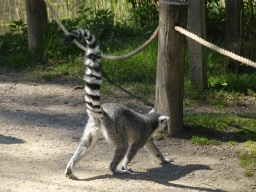 Ring-tailed Lemur at the Safaripark Beekse Bergen