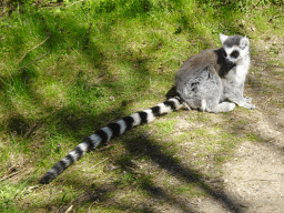 Ring-tailed Lemur at the Safaripark Beekse Bergen