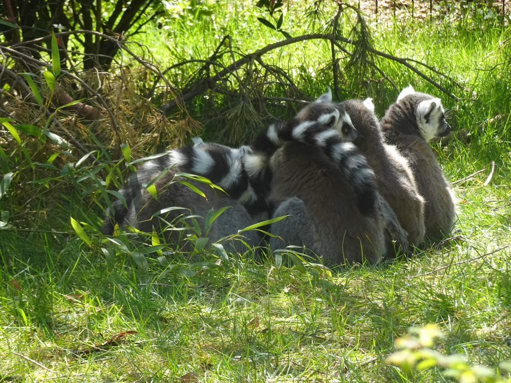 Ring-tailed Lemurs at the Safaripark Beekse Bergen