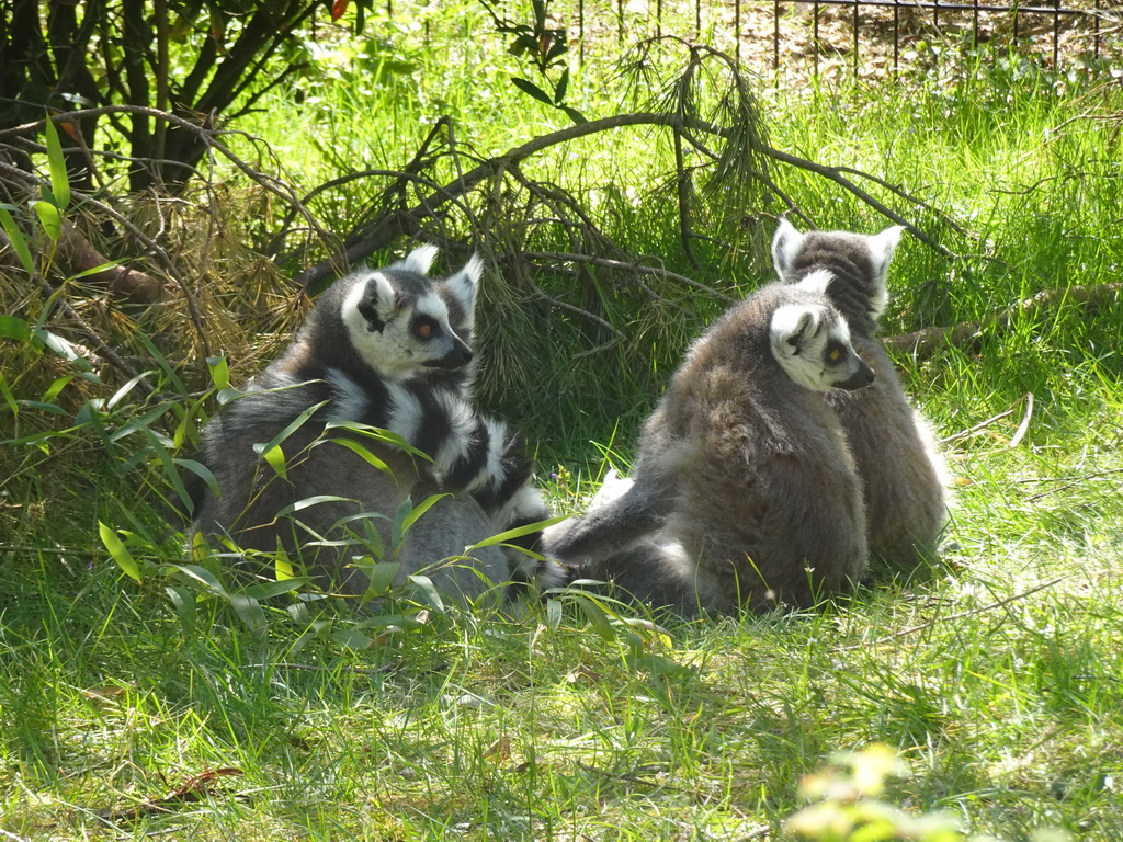 Ring-tailed Lemurs at the Safaripark Beekse Bergen