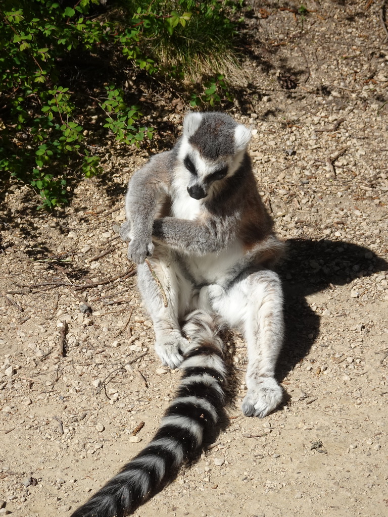 Ring-tailed Lemur at the Safaripark Beekse Bergen