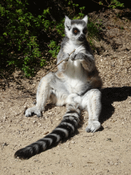 Ring-tailed Lemur at the Safaripark Beekse Bergen