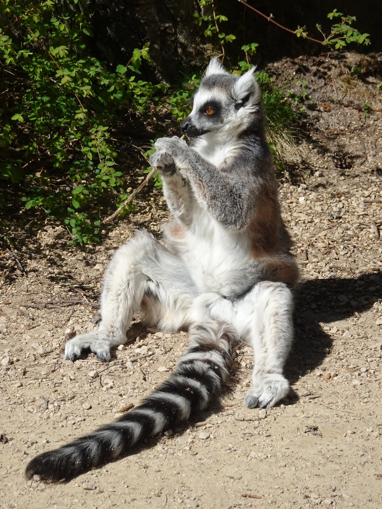 Ring-tailed Lemur at the Safaripark Beekse Bergen