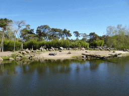 Hippopotamuses and Nile Lechwes at the Safaripark Beekse Bergen, viewed from the Kongoplein square