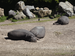 Hippopotamuses at the Safaripark Beekse Bergen, viewed from the Kongoplein square
