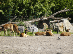 Nile Lechwes at the Safaripark Beekse Bergen, viewed from the Kongoplein square