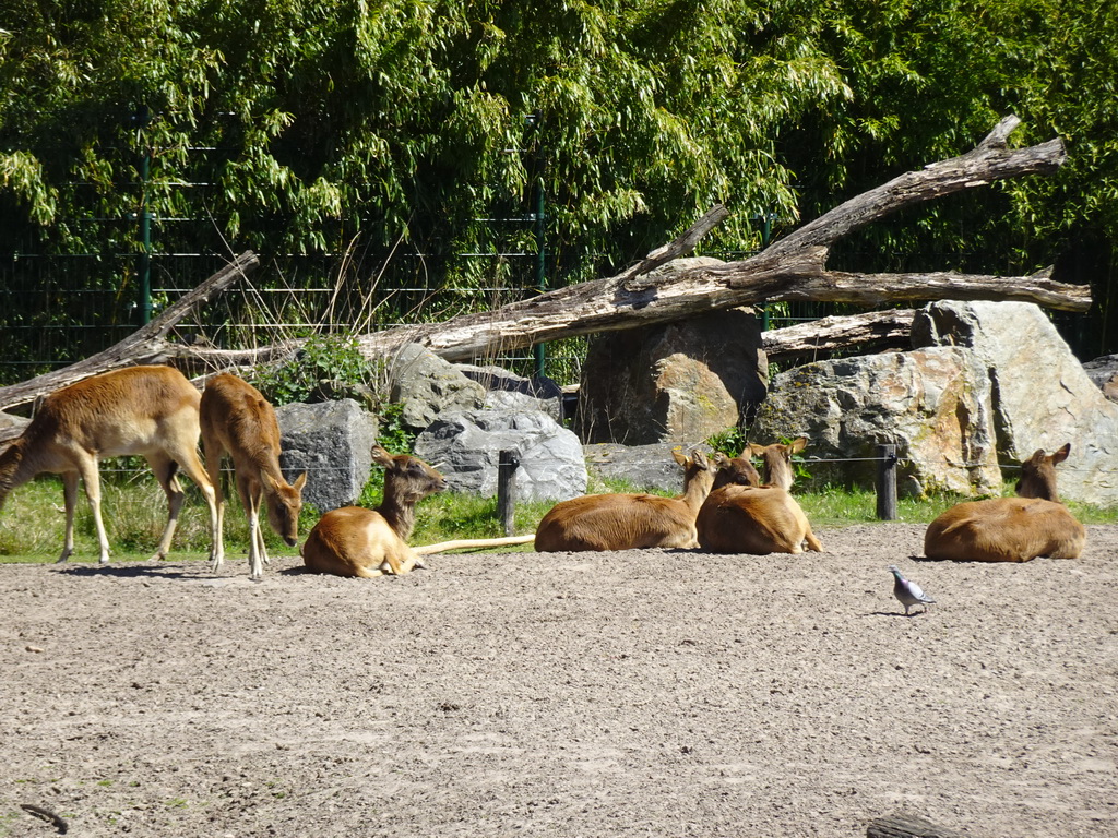 Nile Lechwes at the Safaripark Beekse Bergen, viewed from the Kongoplein square