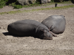 Hippopotamuses at the Safaripark Beekse Bergen, viewed from the Kongoplein square