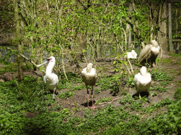 Spoonbills at the Safaripark Beekse Bergen