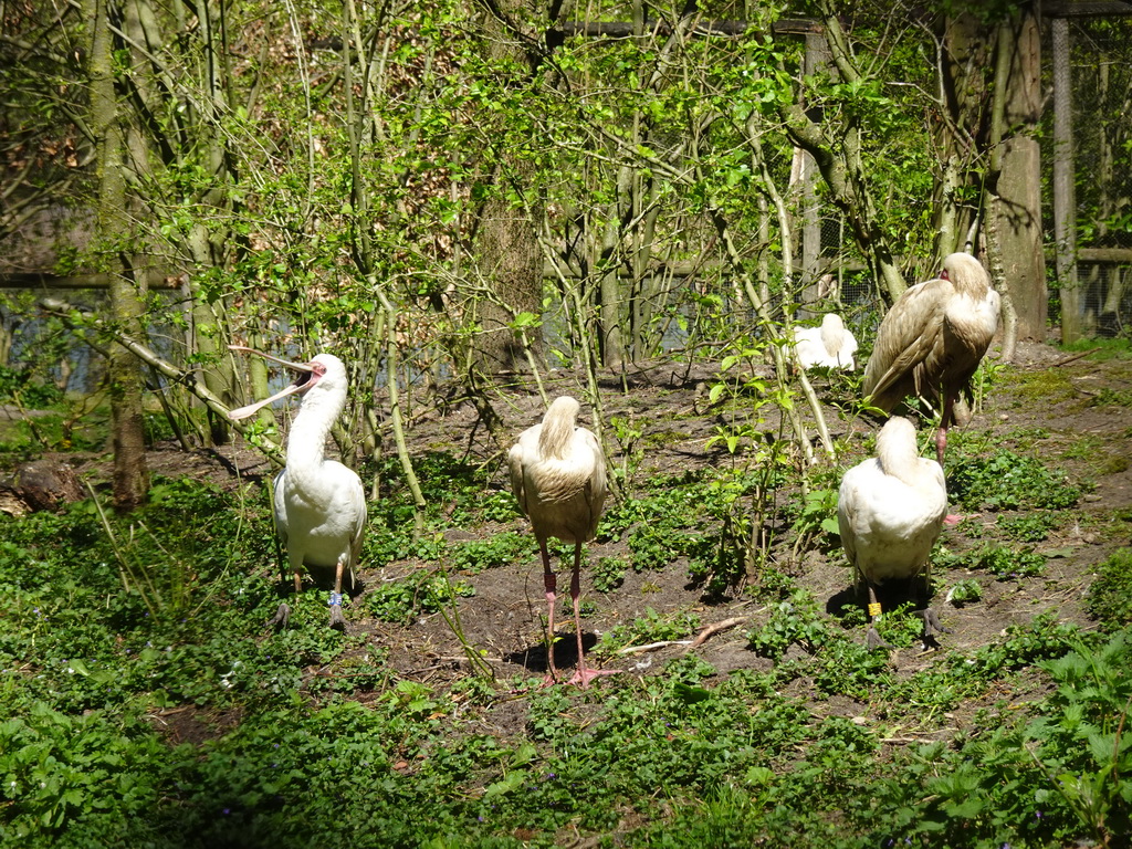 Spoonbills at the Safaripark Beekse Bergen