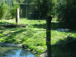 Amur Tigers at the Safaripark Beekse Bergen