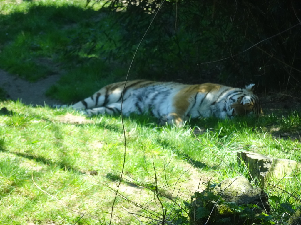 Amur Tiger at the Safaripark Beekse Bergen