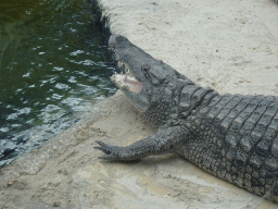 Nile Crocodile at the Hippopotamus and Crocodile enclosure at the Safaripark Beekse Bergen