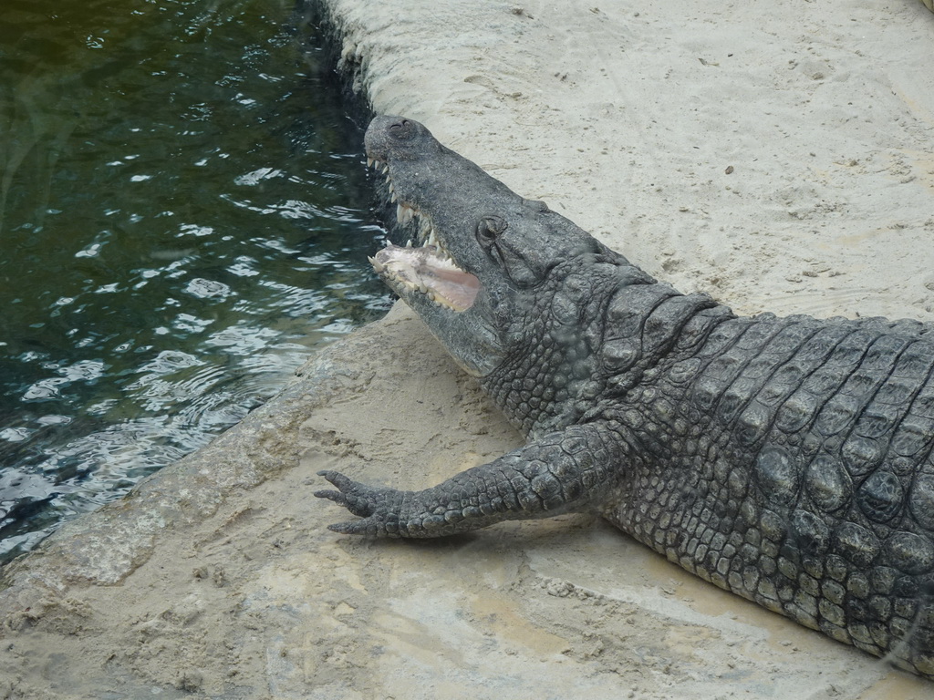 Nile Crocodile at the Hippopotamus and Crocodile enclosure at the Safaripark Beekse Bergen