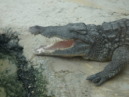 Nile Crocodile at the Hippopotamus and Crocodile enclosure at the Safaripark Beekse Bergen