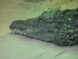 Nile Crocodile at the Hippopotamus and Crocodile enclosure at the Safaripark Beekse Bergen