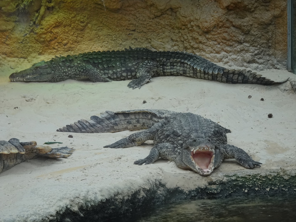 Nile Crocodile at the Hippopotamus and Crocodile enclosure at the Safaripark Beekse Bergen