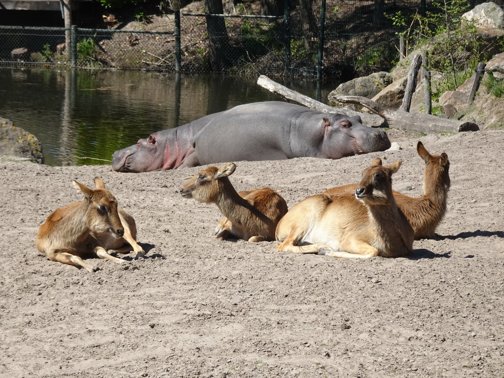 Hippopotamuses and Nile Lechwes at the Safaripark Beekse Bergen