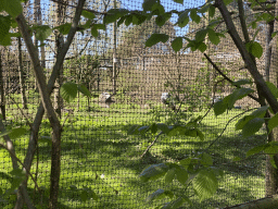 Grey Crowned Cranes at the Safaripark Beekse Bergen