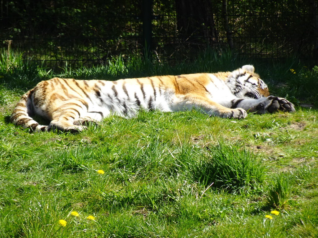 Amur Tiger at the Safaripark Beekse Bergen