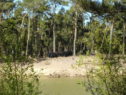 Yaks at the Safaripark Beekse Bergen