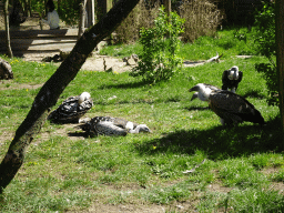 Vultures at the Safaripark Beekse Bergen