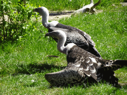 Vultures at the Safaripark Beekse Bergen