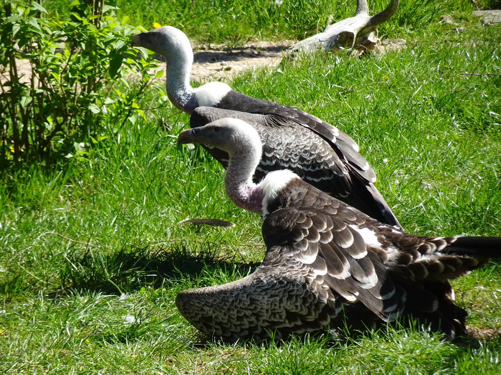 Vultures at the Safaripark Beekse Bergen