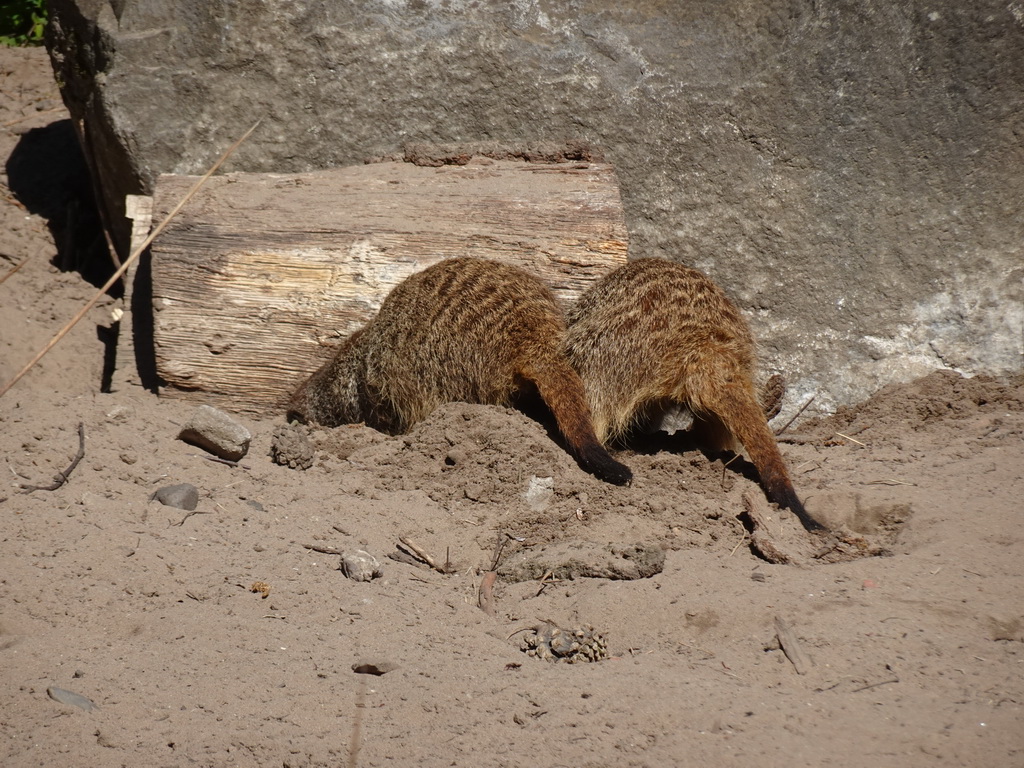 Meerkats at the Safaripark Beekse Bergen