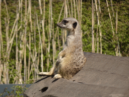 Meerkat at the Safaripark Beekse Bergen