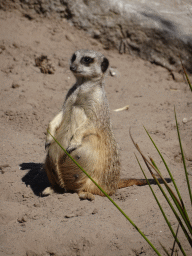 Meerkat at the Safaripark Beekse Bergen