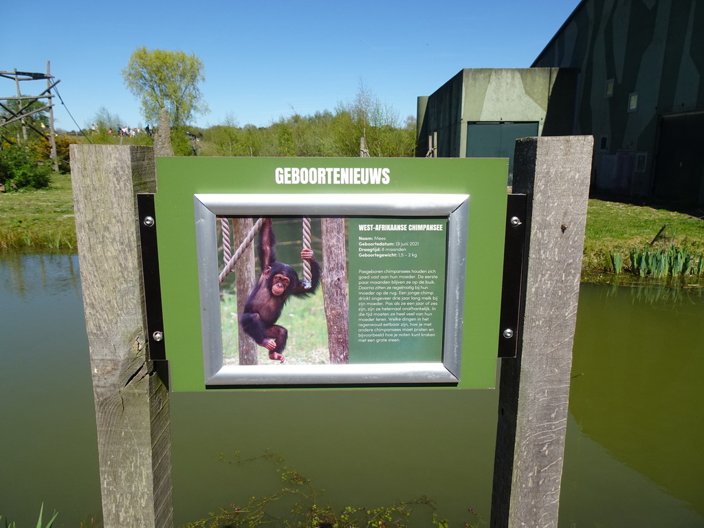 Information on the birth of a young Chimpanzee at the Safaripark Beekse Bergen