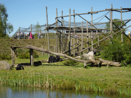 Chimpanzees at the Safaripark Beekse Bergen