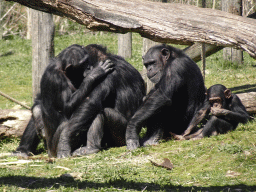 Chimpanzees at the Safaripark Beekse Bergen