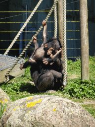 Chimpanzees at the Safaripark Beekse Bergen