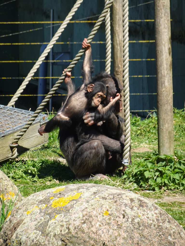 Chimpanzees at the Safaripark Beekse Bergen