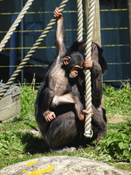 Chimpanzees at the Safaripark Beekse Bergen