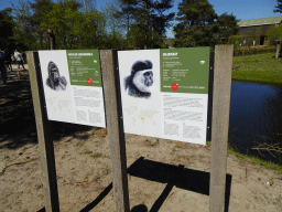 Explanation on the Western Lowland Gorilla and Black-and-white Colobus at the Safaripark Beekse Bergen
