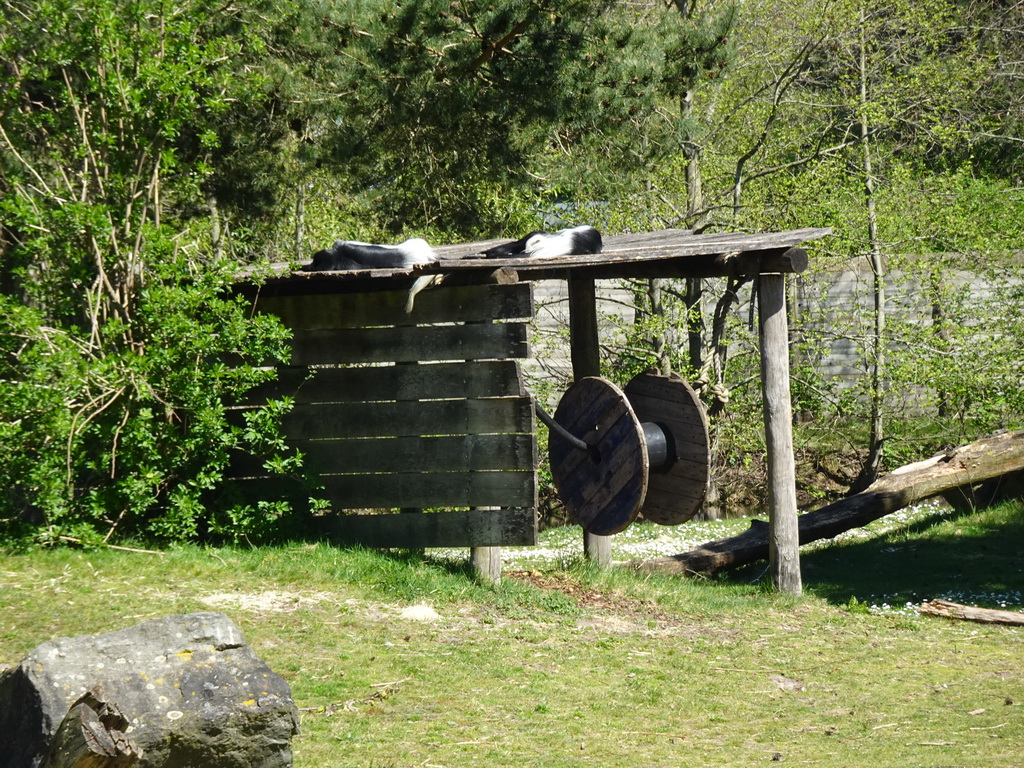 Black-and-white Colobuses at the Safaripark Beekse Bergen