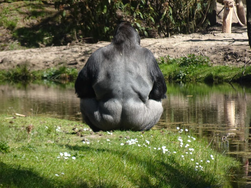 Western Lowland Gorilla at the Safaripark Beekse Bergen