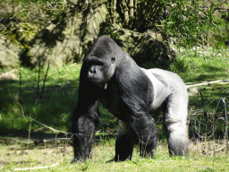 Western Lowland Gorilla at the Safaripark Beekse Bergen