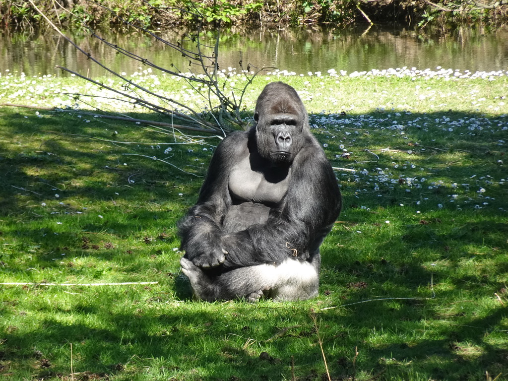 Western Lowland Gorilla at the Safaripark Beekse Bergen