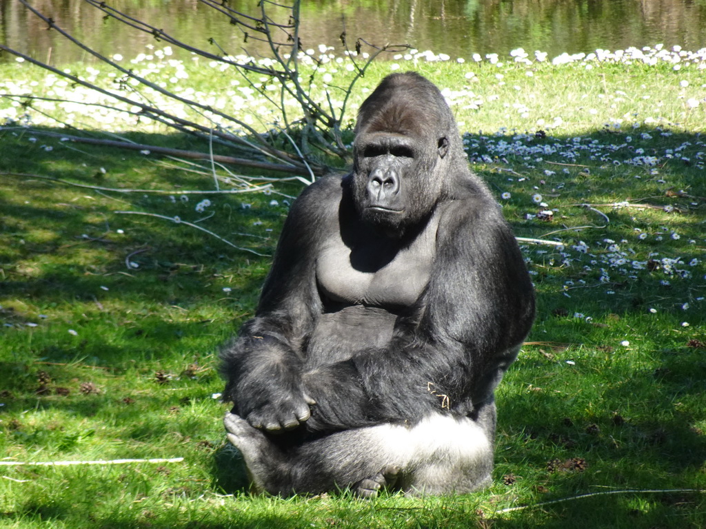 Western Lowland Gorilla at the Safaripark Beekse Bergen